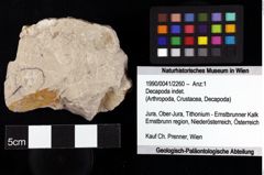 Foto (Objket + Etiketten) von Decapoda indet. 